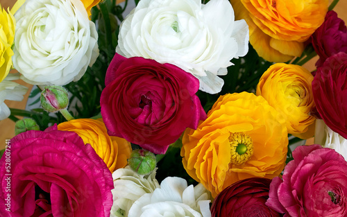 Bright buttercup flowers bouquet top view closeup. A red, orange and white natural background.