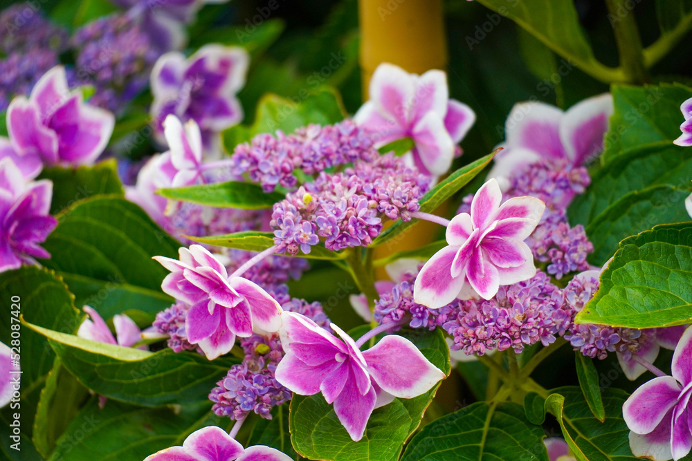 Hydrangea Garden of Mimuroto-ji Temple in Uji, Kyoto, Japan Hydrangea Garden of Mimuroto-ji Temple in Uji, Kyoto, Japan