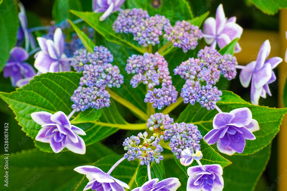 Hydrangea Garden of Mimuroto-ji Temple in Uji, Kyoto, Japan Hydrangea Garden of Mimuroto-ji Temple in Uji, Kyoto, Japan