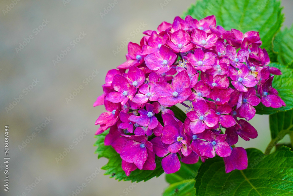 Hydrangea Garden of Mimuroto-ji Temple in Uji, Kyoto, Japan Hydrangea Garden of Mimuroto-ji Temple in Uji, Kyoto, Japan