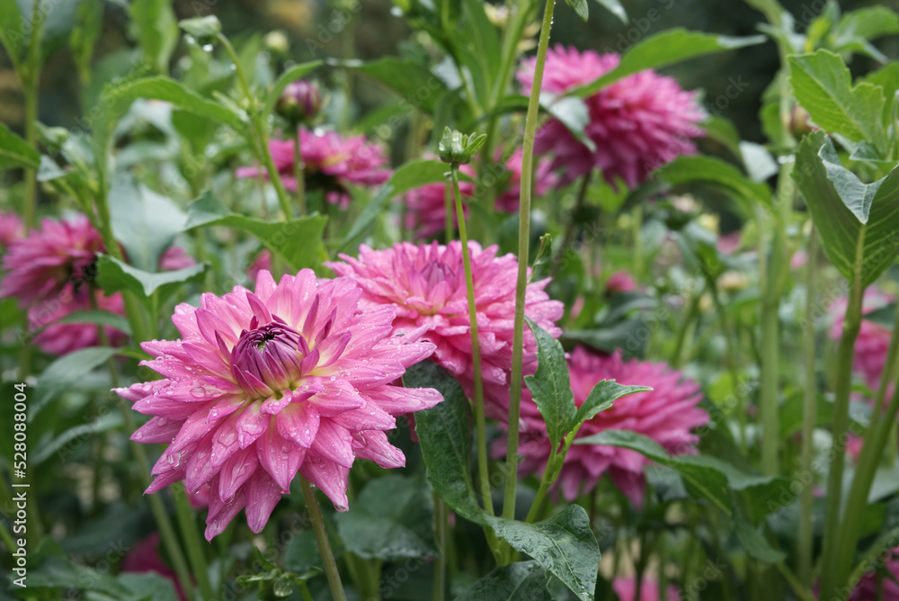Pink decorative Dahlias Foliage Outdoor Pink decorative Dahlias Foliage Outdoor