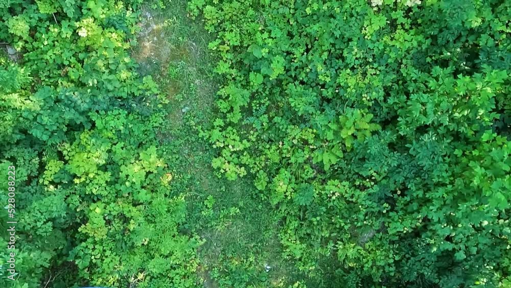 Aerial view in motion of a forest. Green tree tops and bushes from above. Pathway in between the bushes. Aerial view in motion of a forest. Green tree tops and bushes from above. Pathway in between the bushes.
