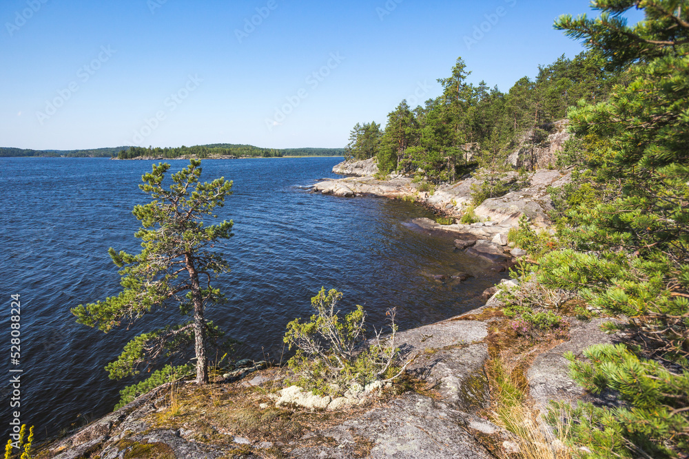 Pine tree on the Koyonsaari Island. Ladoga Lake. Karelia landscape, Russia