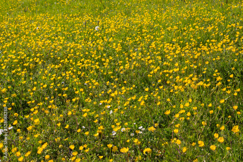 Yellow flowers of buttercups,also called ranunculus acris or butterblume