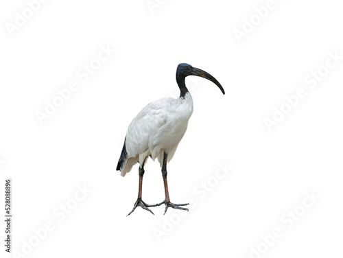 african sacred ibis isolated on white background