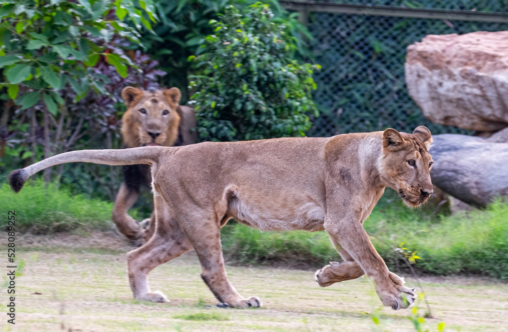Obraz premium A Lioness running in ground