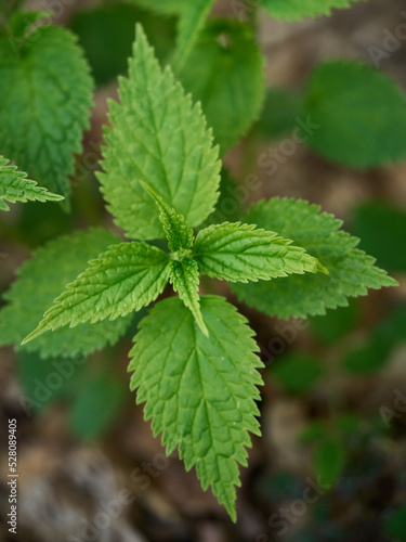 Leaves in the Alps  - Hiking in Cumiana 