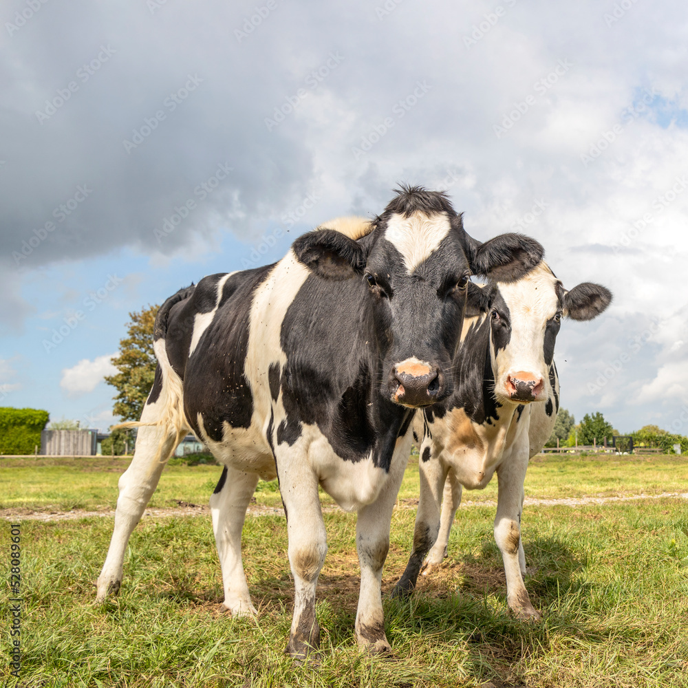 Two cows approaching and oncoming in a field, shaky and curious standing in a pasture under a overcast sky and a horizon over land Two cows approaching and oncoming in a field, shaky and curious standing in a pasture under a overcast sky and a horizon over land