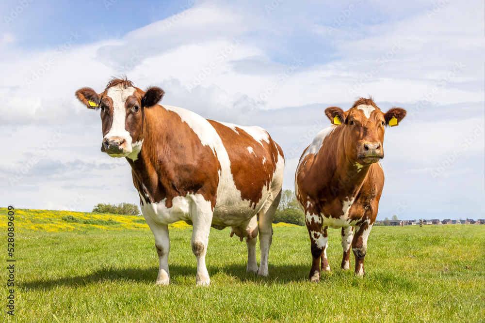 Two cows, looking curious black and white, in a green field under a blue sky and horizon over land