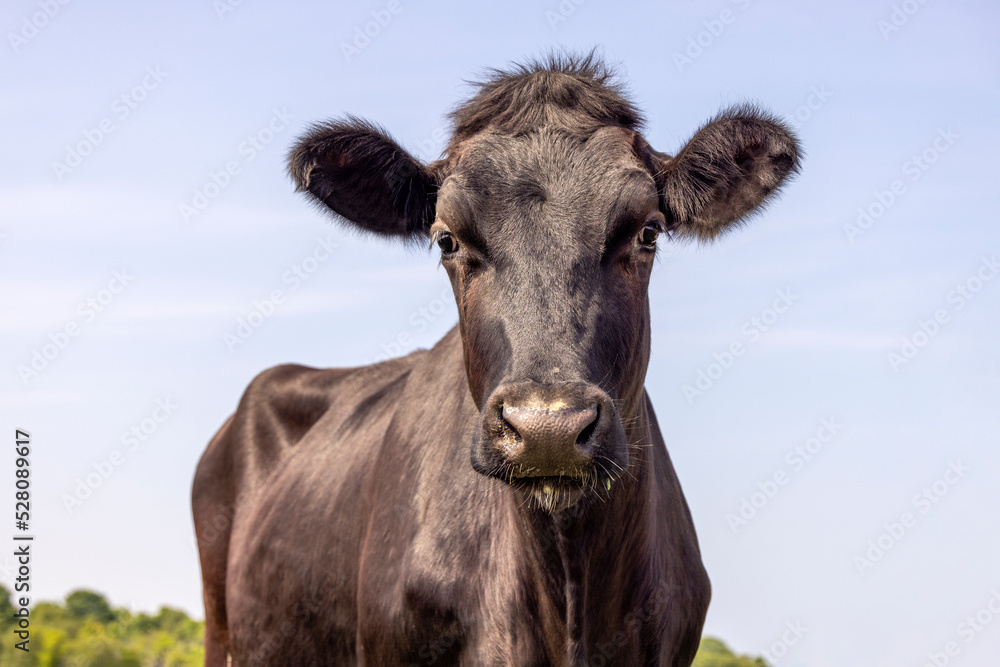 black and white cow black and white cow