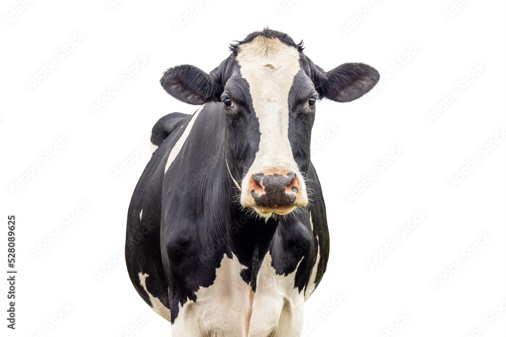 Cow isolated on white, black and white front view looking, pink nose medium shot