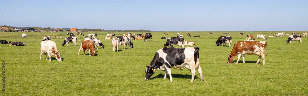 Cows grazing in field, quietly and happy, a blue sky and a panoramic wide view