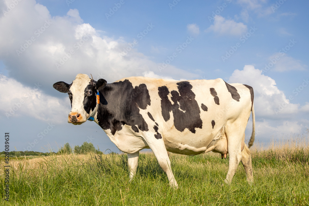 Cow in a field black and white, standing milk cattle, a blue sky and horizon over land
