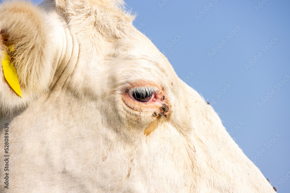 Eye cow close up, a dairy white one is looking calm and tranquil Eye cow close up, a dairy white one is looking calm and tranquil
