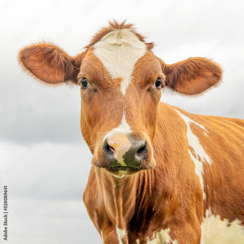 Cow face portrait, a cute red and white head, black nose and friendly expression, adorable