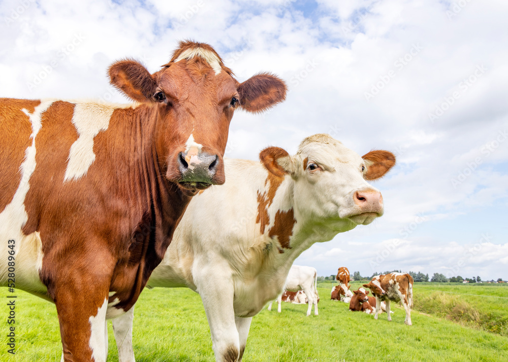 Two cows, looking curious red and white, one in front of the other in a green field under a blue sky and horizon over land