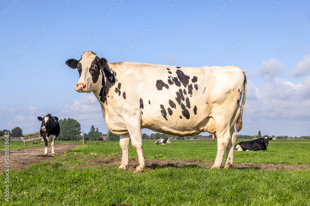 Cow side view full length in a field, black and white Holstein milk cattle standing happy, a blue sky on a sunny day