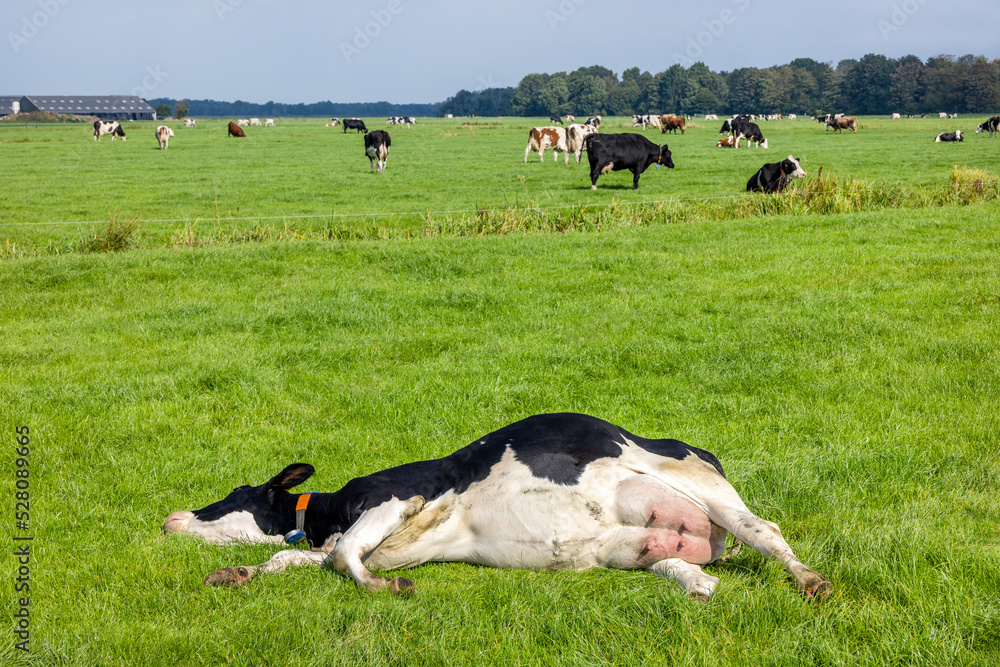 Reclining cow, lying stretched out, happy side, sleeping showing belly and udder in a green field in the Netherlands