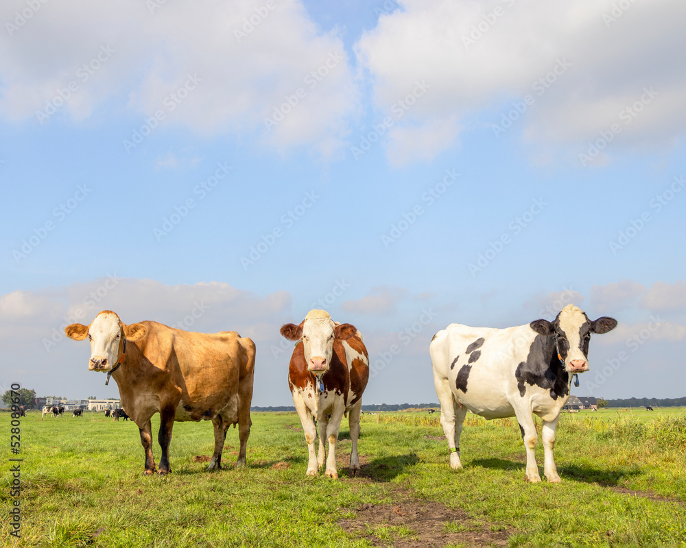 3 Cows grazing in the pasture, peaceful and sunny and a blue sky, black red and white, standing upright side by side in a field, looking cheerful front view 3 Cows grazing in the pasture, peaceful and sunny and a blue sky, black red and white, standing upright side by side in a field, looking cheerful front view