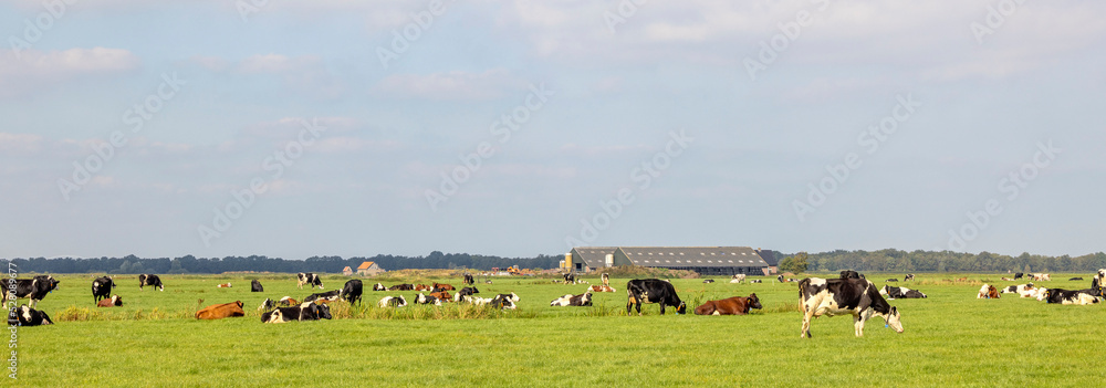 Cows Grazing And Lying In The Pasture A Herd Peaceful And Sunny In A Wide Landscape Of Flat