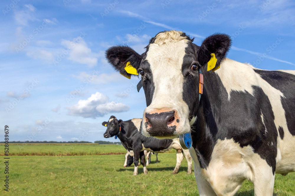 Cow looking inquisitive, at the corner right side looking medium shot of a black-and-white cow in front of a blue sky. Cow looking inquisitive, at the corner right side looking medium shot of a black-and-white cow in front of a blue sky.