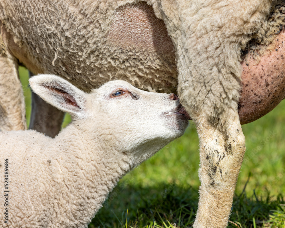 Lamb drinks milk suckling from udder of mother sheep