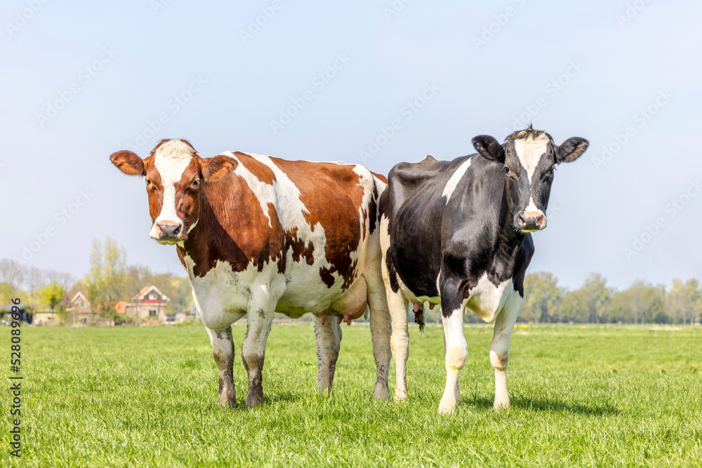 2 cows standing full length black red and white,  upright side by side in a field, looking curious, multi color diversity  in a green field under a blue sky and horizon over land