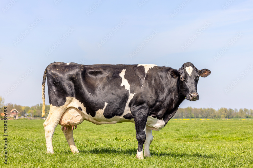 Dairy cow milk cattle black and white, standing on a path, Holstein cattle, udder large and full and mammary veins, a blue sky Dairy cow milk cattle black and white, standing on a path, Holstein cattle, udder large and full and mammary veins, a blue sky