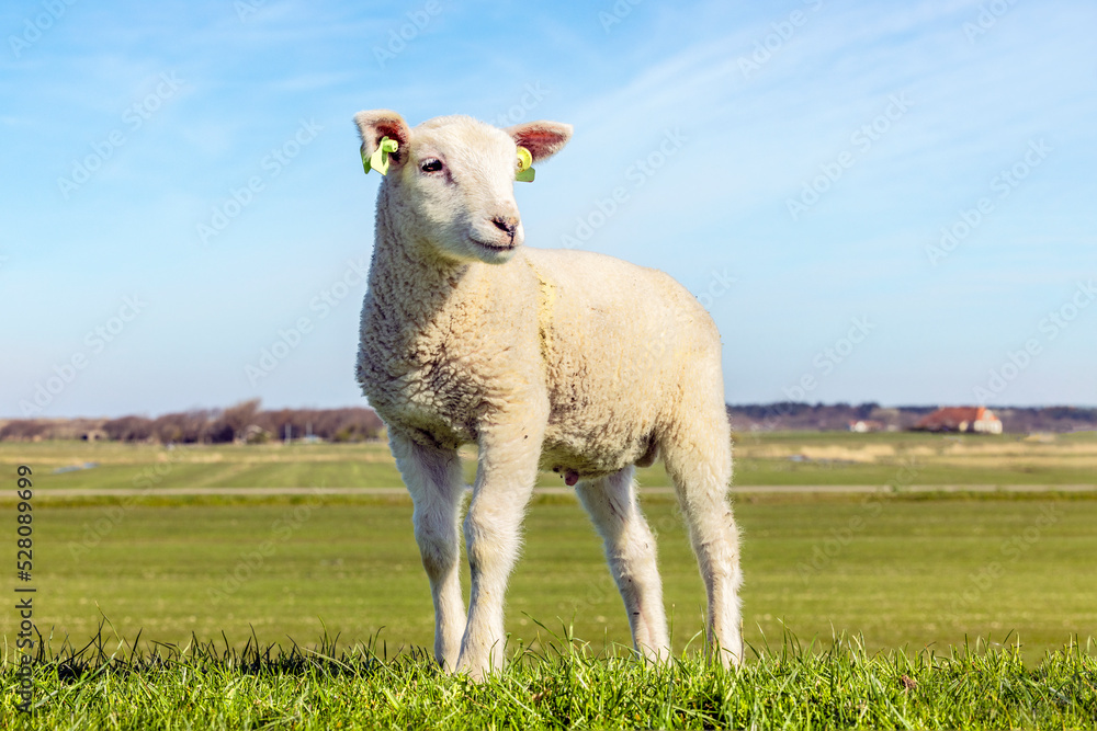 Fototapeta premium White lamb looking friendly standing, smalll little lambkin proudly and frank on the dyke