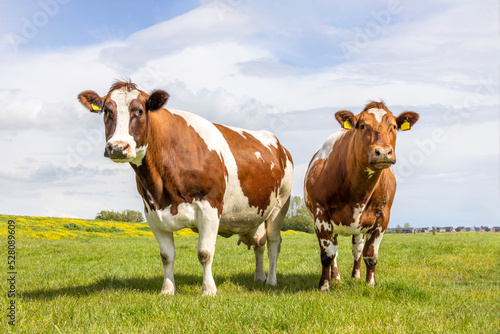 Obraz na płótnie Two cows, looking curious black and white, in a green field under a blue sky and horizon over land w salonie