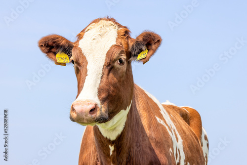 Close cow head shot, a cute and calm red bovine, with white blaze, pink nose and blue background © Clara