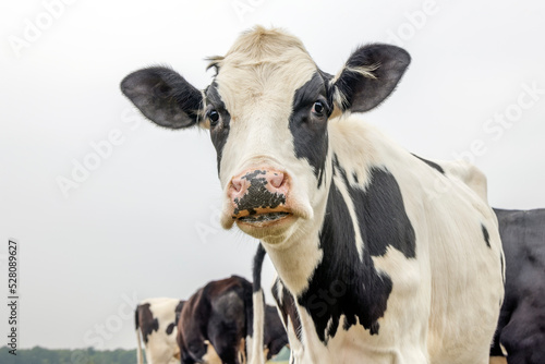 Cow, black and white, dripping slimy spit drooling, looking, black ears and pink nose © Clara