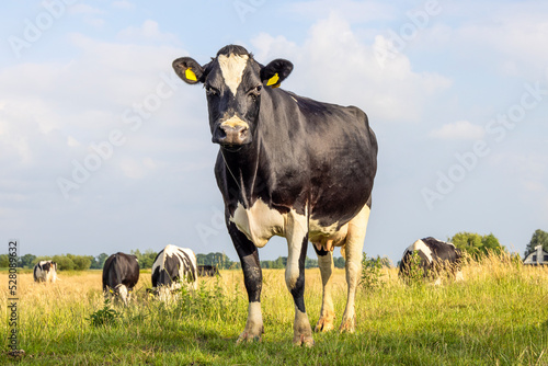 Cow in a field, curious looking frisian holstein, cows in the meadow under a blue sky and horizon over land © Clara