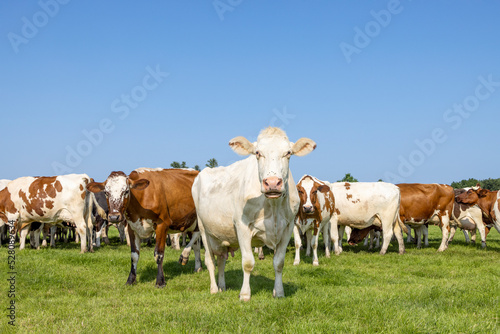 Pack cows, herd in a field, white and red, full length front view, happy and joyful and a blue sky