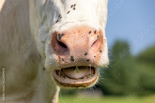 Cow nose and mouth, spit drooling and large pink nostril, the head showing teeth tongue and gums while chewing