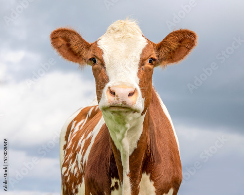 Cow face, a cute and calm red and white, pink nose, red and white gentle surprised looking, pink nose, in front of  a blue overcast sky © Clara