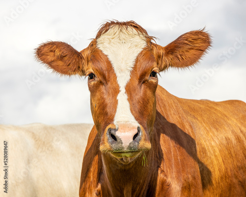 Cow portrait, a cute and calm red one, with white blaze, pink nose and friendly and calm expression, adorable furry