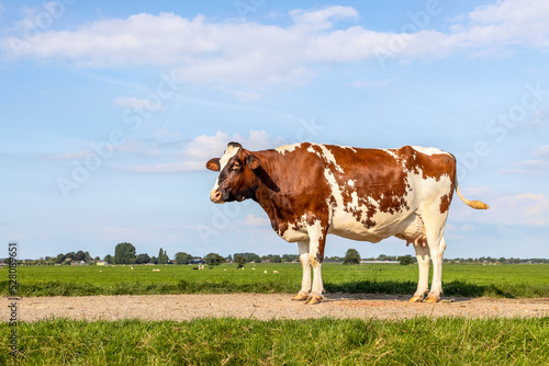 Obraz na płótnie Cow side view standing on a path, a blue sky and horizon over land in the Netherlands w salonie