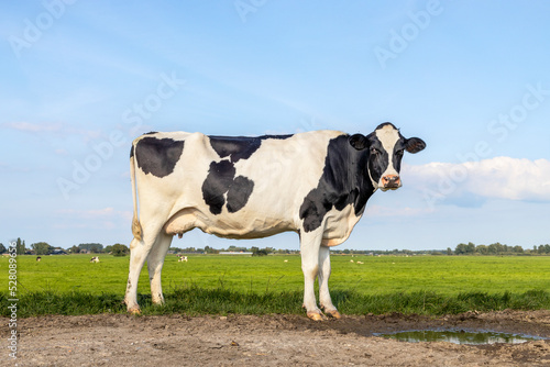 Cow lonely on a path in a field black and white  standing milk cattle  a blue sky and horizon over land in the Netherlands