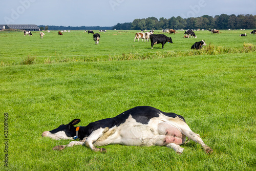 Obraz na płótnie Reclining cow, lying stretched out, happy side, sleeping showing belly and udder in a green field in the Netherlands w salonie