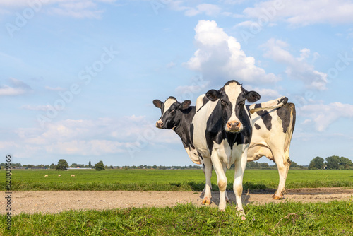 Sassy cows full length on a path in a field  2 black and white Holstein milk cattle standing happy together  a blue sky and horizon over land