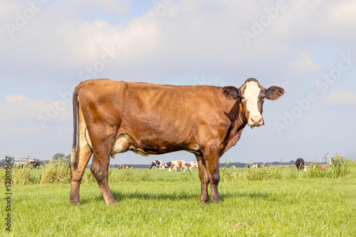 Dairy cow standing on green grass in a pasture and a blue sky, side view full length red brown and round udder