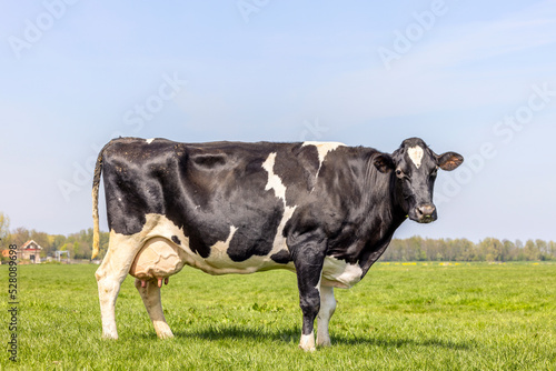 Obraz na płótnie Dairy cow milk cattle black and white, standing on a path, Holstein cattle, udder large and full and mammary veins, a blue sky w salonie