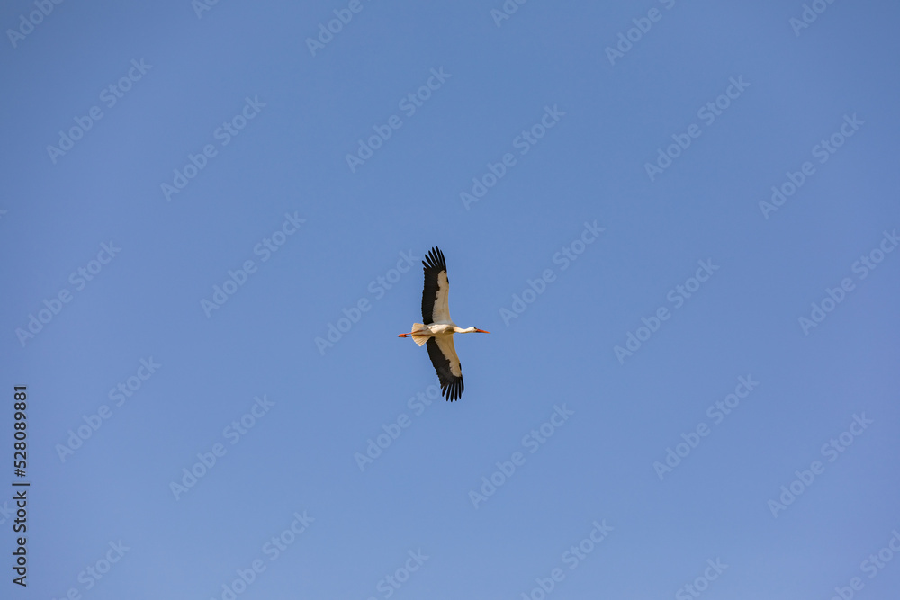 Elegant flying stork against a blue sky Elegant flying stork against a blue sky