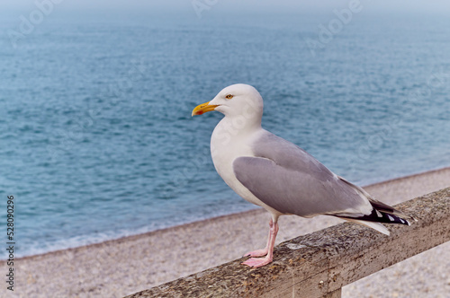 The seagull is looking at the front
