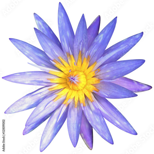 Blue edyptian lotus flower isolated on white, water lily.