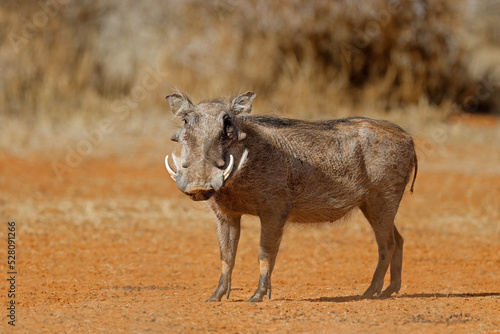 A warthog (Phacochoerus africanus) in natural habitat, Mokala National Park, South Africa photo
