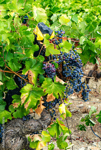 Grapes on the vine