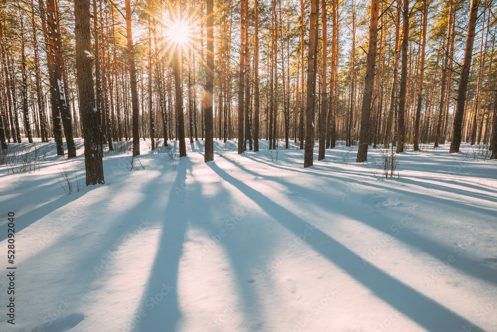 Beautiful Blue Shadows From Pines Trees In Motion On Winter Snowy Ground. Sun Sunshine In Forest. Sunset Sunlight Shining Through Pine Greenwoods Woods Landscape. Snow Nature.