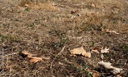 Wallpaper Mural Dry grass background with dry leaves during a drought in france. Hot summer without rain. High quality photo Torontodigital.ca